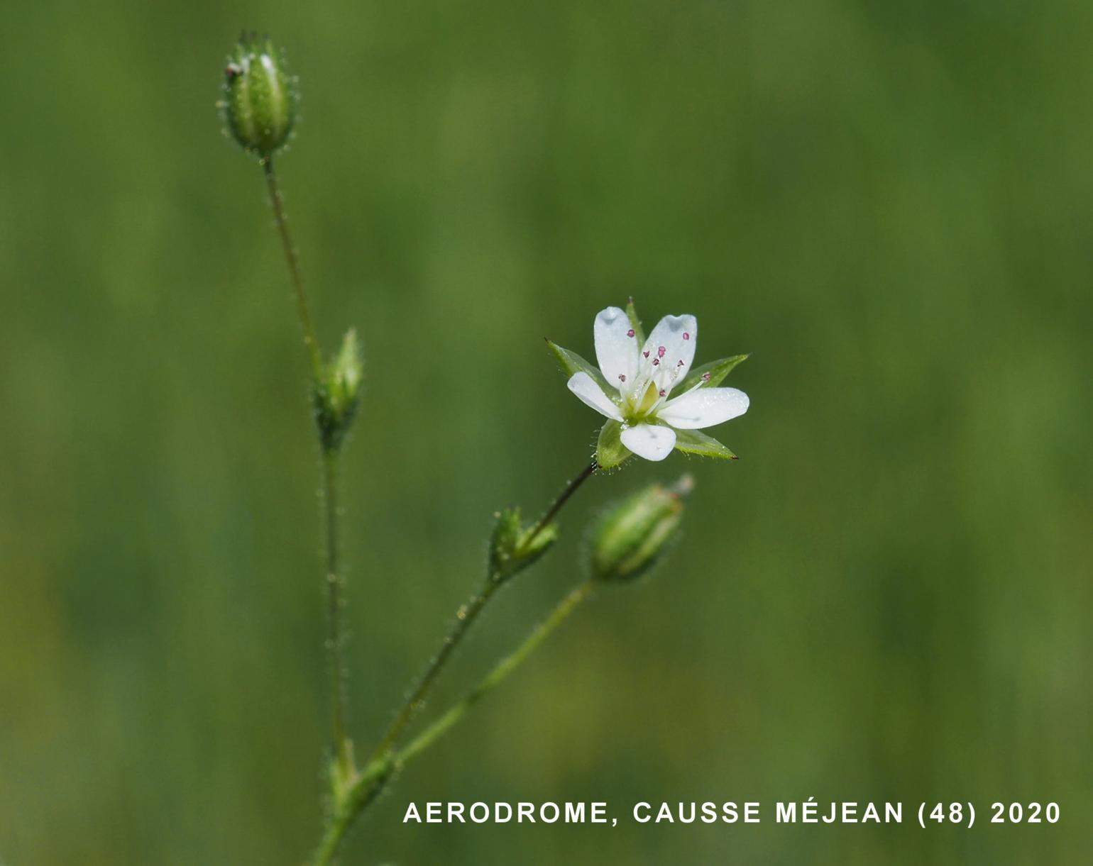 Sandwort, Fine-leaved